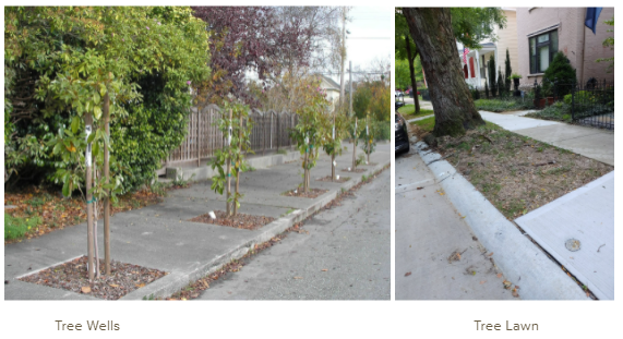 Examples of Tree Wells and a Tree Lawn