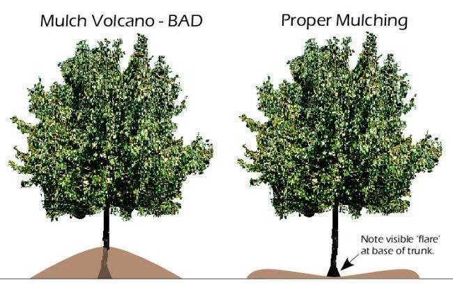 Diagram Showing Mulch Volcano Versus Proper Mulching