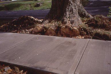Tree Roots Cut During Sidewalk Repair